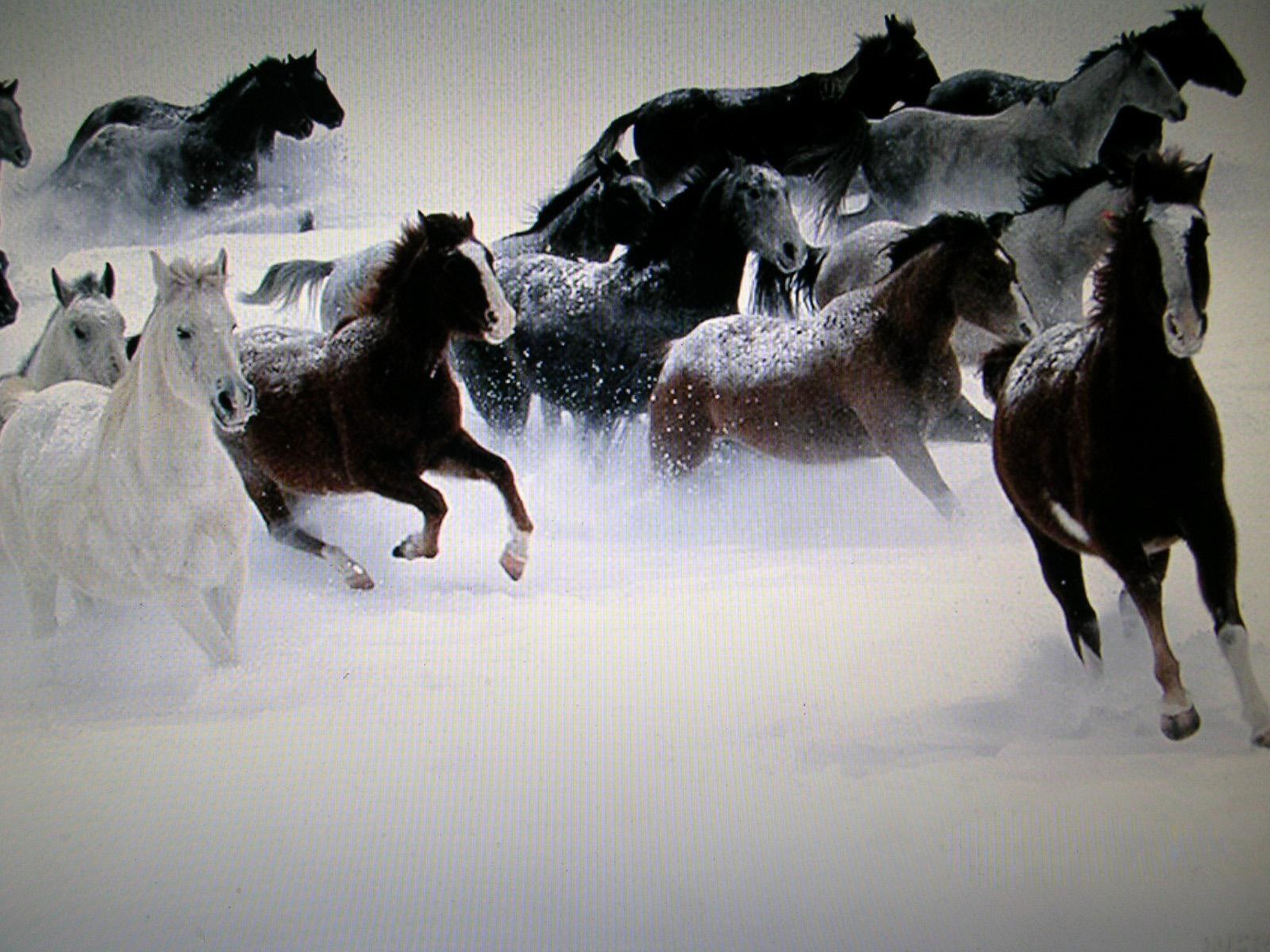 Unknown Artist Horses